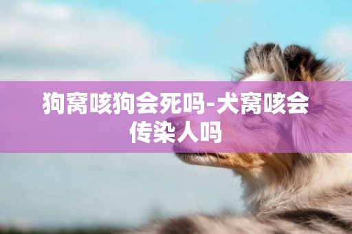 狗窩咳狗會死嗎-犬窩咳會傳染人嗎