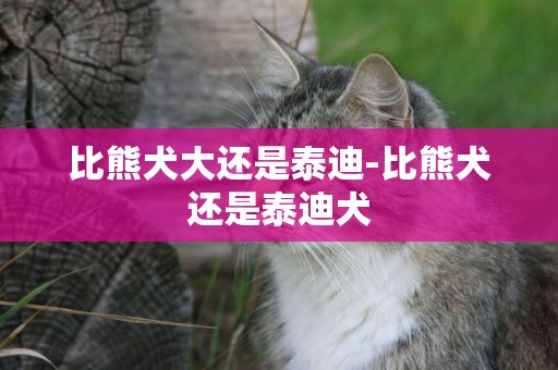 比熊犬大還是泰迪-比熊犬還是泰迪犬