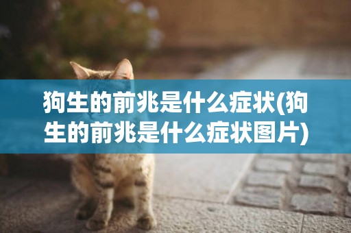 狗生的前兆是什么癥狀(狗生的前兆是什么癥狀圖片)