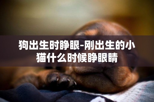 狗出生時睜眼-剛出生的小貓什么時候睜眼睛