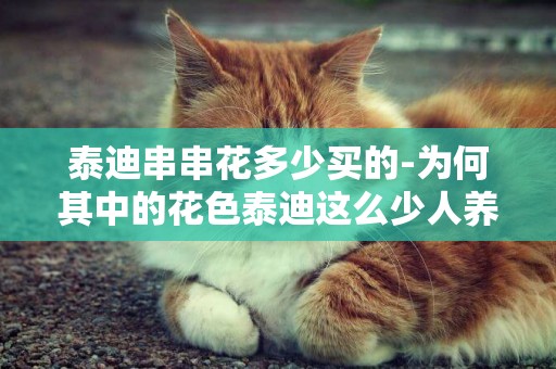 泰迪串串花多少買的-為何其中的花色泰迪這么少人養