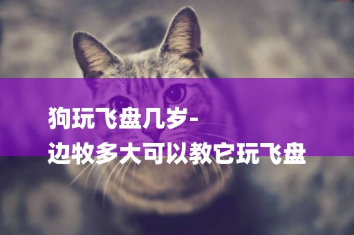 狗玩飛盤幾歲-
邊牧多大可以教它玩飛盤