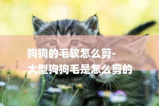 狗狗的毛軟怎么剪-
大型狗狗毛是怎么剪的