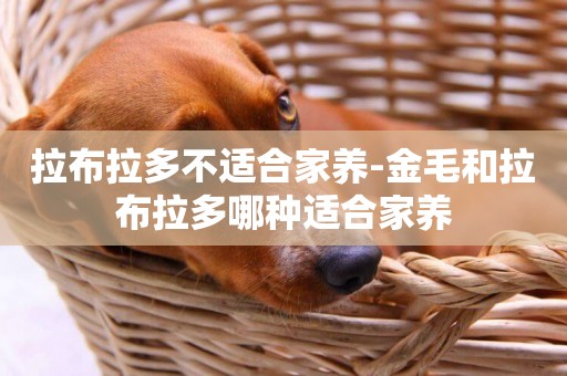 拉布拉多不適合家養-金毛和拉布拉多哪種適合家養