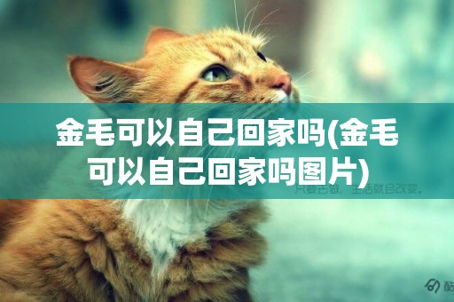 金毛可以自己回家嗎(金毛可以自己回家嗎圖片)