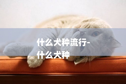 什么犬種流行-
什么犬種