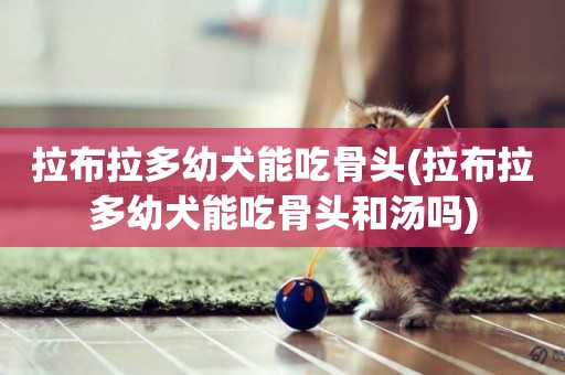拉布拉多幼犬能吃骨頭(拉布拉多幼犬能吃骨頭和湯嗎)