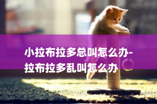 小拉布拉多總叫怎么辦-
拉布拉多亂叫怎么辦