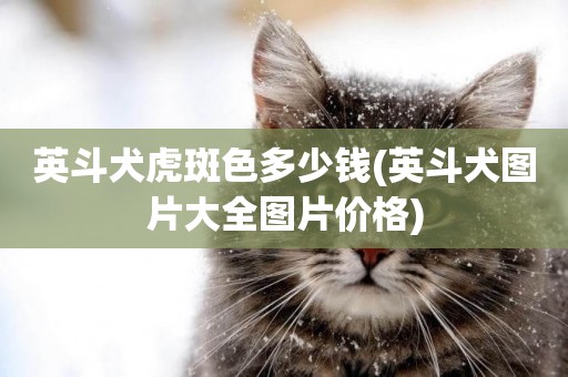 英斗犬虎斑色多少錢(英斗犬圖片大全圖片價格)