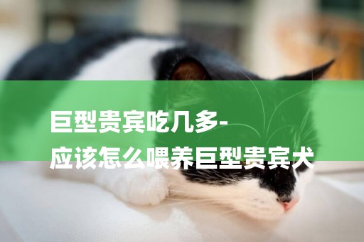 巨型貴賓吃幾多-
應該怎么喂養巨型貴賓犬