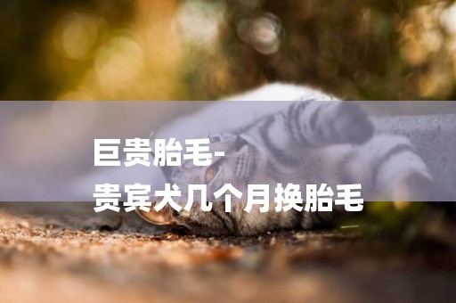 巨貴胎毛-
貴賓犬幾個月換胎毛