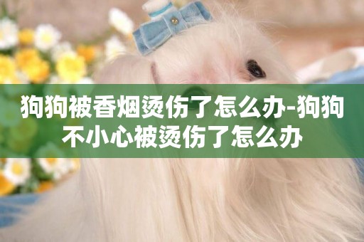 狗狗被香煙燙傷了怎么辦-狗狗不小心被燙傷了怎么辦