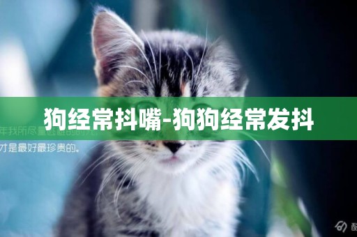 狗經常抖嘴-狗狗經常發抖