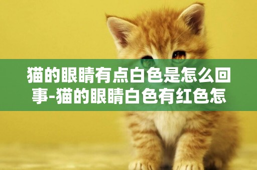 貓的眼睛有點白色是怎么回事-貓的眼睛白色有紅色怎么回事