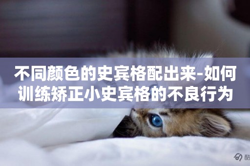不同顏色的史賓格配出來-如何訓練矯正小史賓格的不良行為
