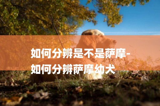 如何分辨是不是薩摩-
如何分辨薩摩幼犬