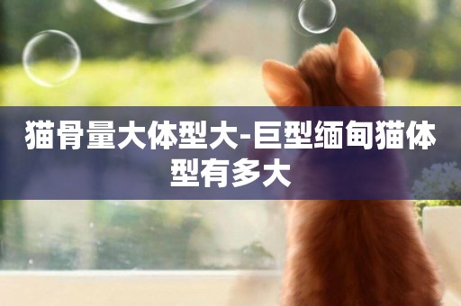 貓骨量大體型大-巨型緬甸貓體型有多大