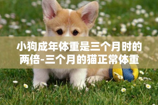小狗成年體重是三個月時的兩倍-三個月的貓正常體重是多少