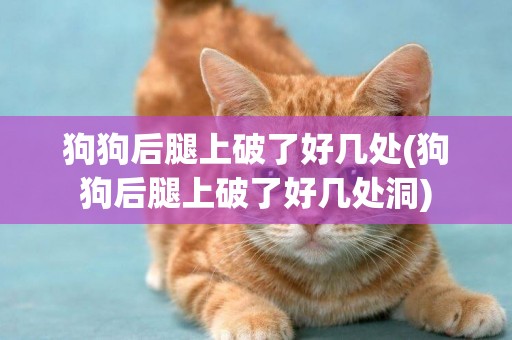 狗狗后腿上破了好幾處(狗狗后腿上破了好幾處洞)