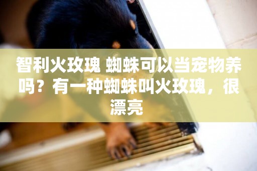 智利火玫瑰 蜘蛛可以當寵物養嗎？有一種蜘蛛叫火玫瑰，很漂亮 
