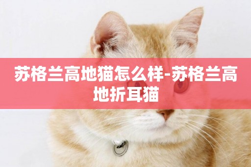 蘇格蘭高地貓怎么樣-蘇格蘭高地折耳貓