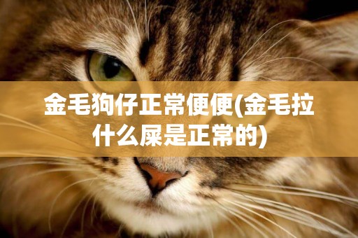 金毛狗仔正常便便(金毛拉什么屎是正常的)