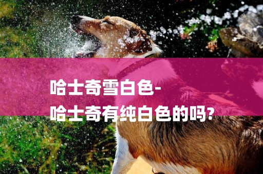 哈士奇雪白色-
哈士奇有純白色的嗎?
