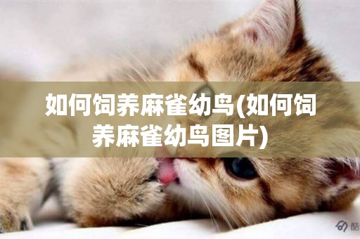 如何飼養麻雀幼鳥(如何飼養麻雀幼鳥圖片)