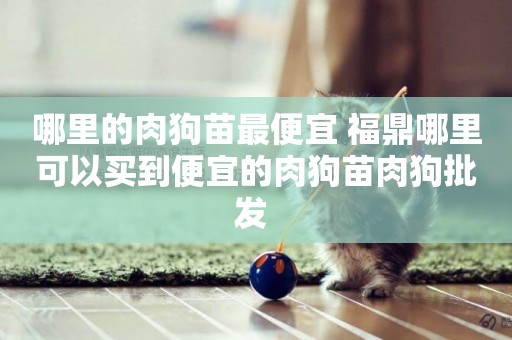 哪里的肉狗苗最便宜 福鼎哪里可以買到便宜的肉狗苗肉狗批發 