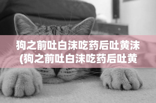 狗之前吐白沫吃藥后吐黃沫(狗之前吐白沫吃藥后吐黃沫水)