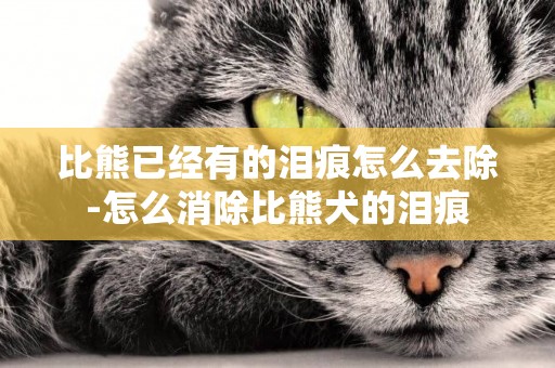 比熊已經有的淚痕怎么去除-怎么消除比熊犬的淚痕