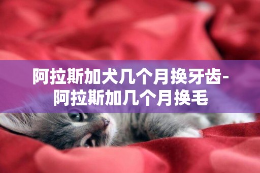 阿拉斯加犬幾個月換牙齒-阿拉斯加幾個月換毛