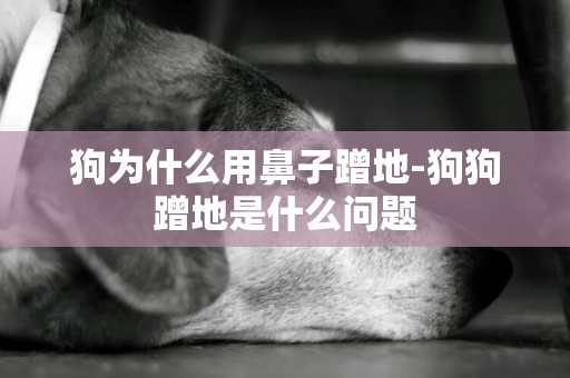 狗為什么用鼻子蹭地-狗狗蹭地是什么問題
