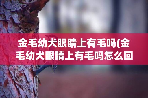 金毛幼犬眼睛上有毛嗎(金毛幼犬眼睛上有毛嗎怎么回事)