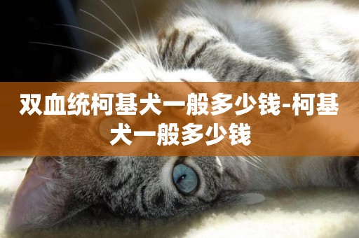 雙血統柯基犬一般多少錢-柯基犬一般多少錢