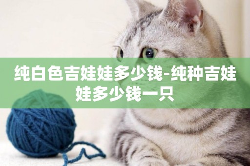 純白色吉娃娃多少錢-純種吉娃娃多少錢一只