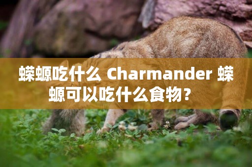 蠑螈吃什么 Charmander 蠑螈可以吃什么食物？ 