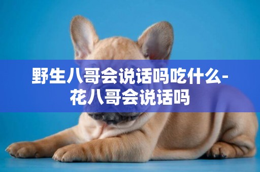 野生八哥會說話嗎吃什么-花八哥會說話嗎