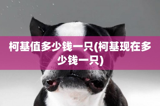 柯基值多少錢一只(柯基現在多少錢一只)