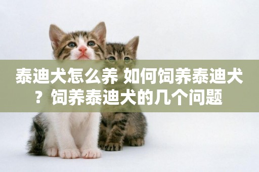 泰迪犬怎么養 如何飼養泰迪犬？飼養泰迪犬的幾個問題 