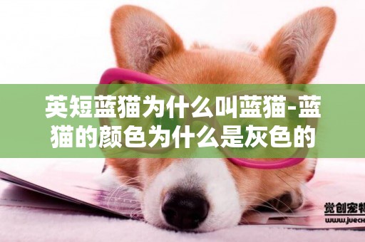 英短藍貓為什么叫藍貓-藍貓的顏色為什么是灰色的