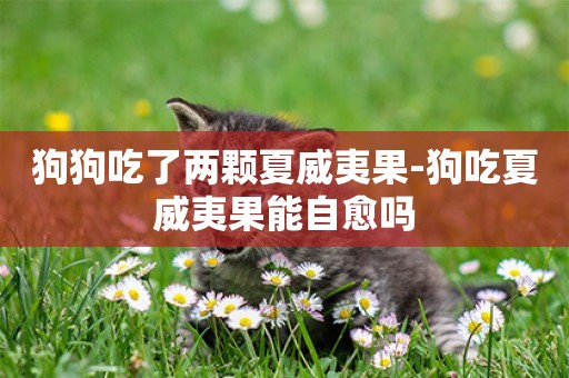 狗狗吃了兩顆夏威夷果-狗吃夏威夷果能自愈嗎