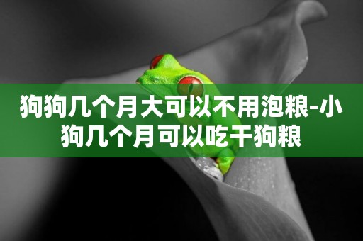 狗狗幾個月大可以不用泡糧-小狗幾個月可以吃干狗糧