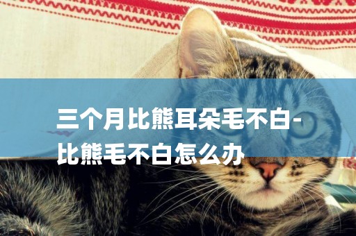 三個月比熊耳朵毛不白-
比熊毛不白怎么辦