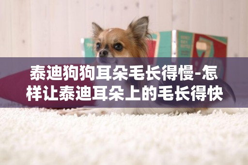 泰迪狗狗耳朵毛長得慢-怎樣讓泰迪耳朵上的毛長得快
