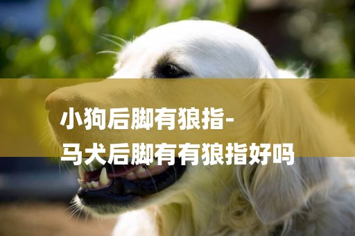小狗后腳有狼指-
馬犬后腳有有狼指好嗎