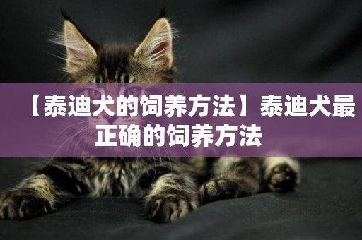 【泰迪犬的飼養方法】泰迪犬最正確的飼養方法 