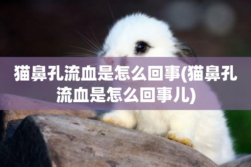 貓鼻孔流血是怎么回事(貓鼻孔流血是怎么回事兒)