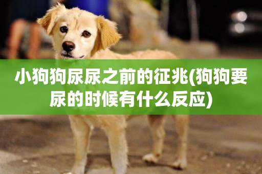 小狗狗尿尿之前的征兆(狗狗要尿的時候有什么反應)