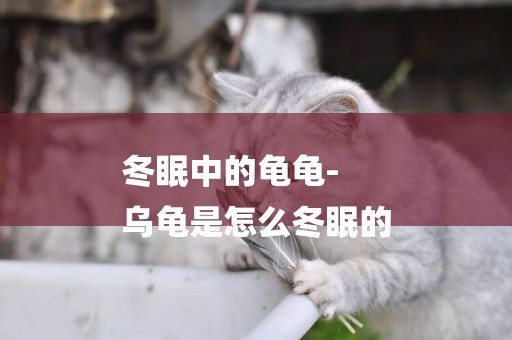 冬眠中的龜龜-
烏龜是怎么冬眠的